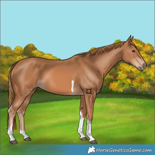 Horse Color:Chestnut Tobiano 