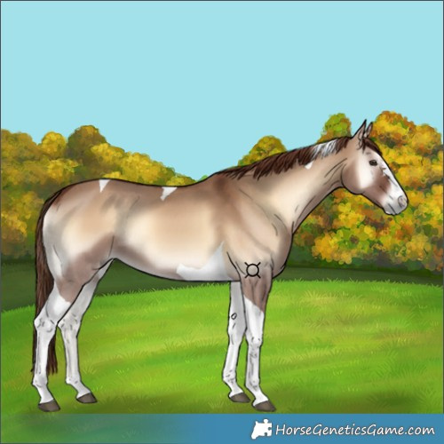 Horse Color:Red Dun Onyx Tobiano 