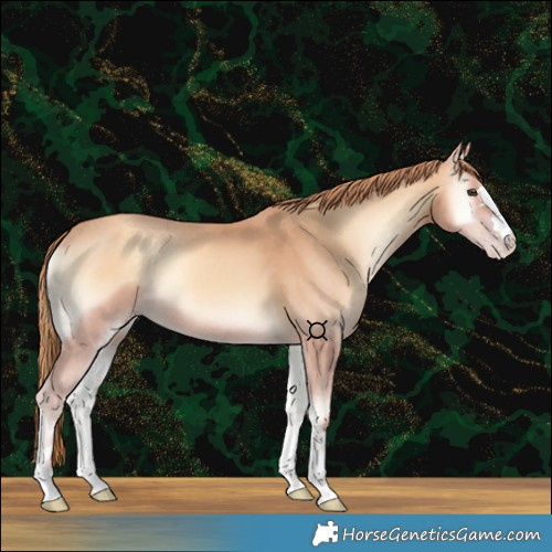 Horse Color:Gold Champagne Onyx 