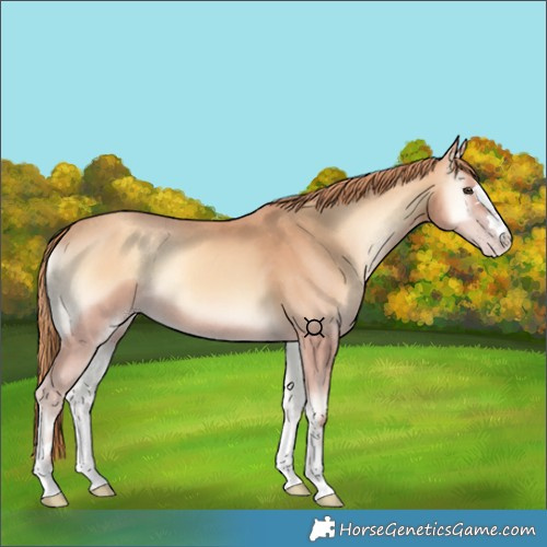 Horse Color:Gold Champagne Onyx