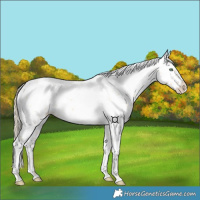 Horse Color:White Spotted Gold Cream Champagne Dun Splash 