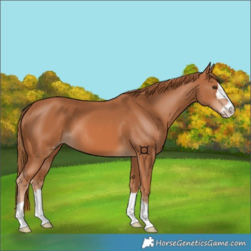 Horse Color:Chestnut 