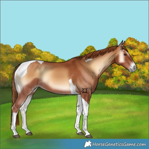 Horse Color:Red Onyx Tobiano