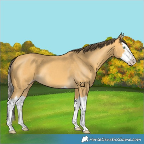 Horse Color:Amber Cream Champagne Splash 