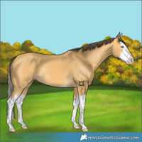 Horse Color:Amber Cream Champagne Splash