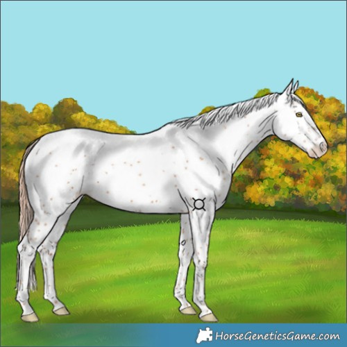 Horse Color:White Spotted Gold Champagne 