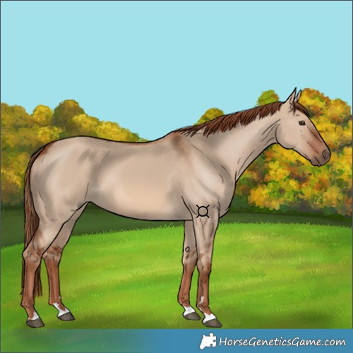 Horse Color:Red Dun 
