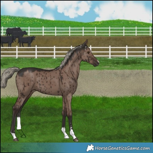 Horse Color:Liver Red Dun Mushroom Brindle 