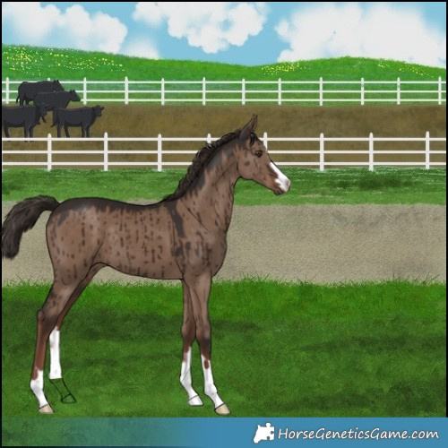 Horse Color:Liver Red Dun Brindle 