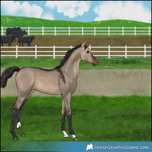 Horse Color:Brown Dun 