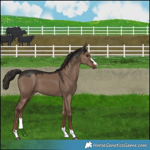 Horse Color:Liver Red Dun 