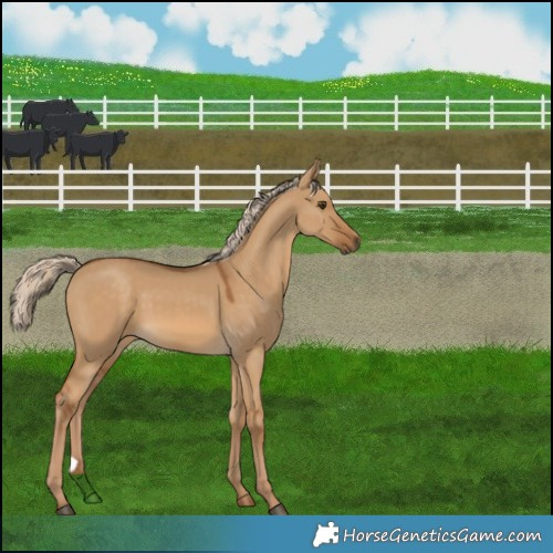 Horse Color:Chocolate Palomino Dun 