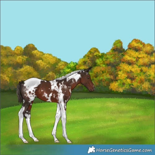Horse Color:White Spotted Liver Chestnut Tobiano