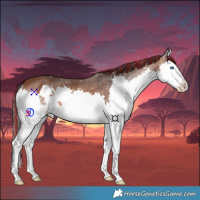 Horse Color:Painted Bay Splash