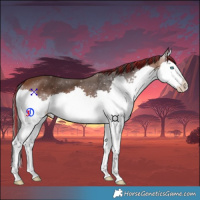 Horse Color:Painted Bay Splash 