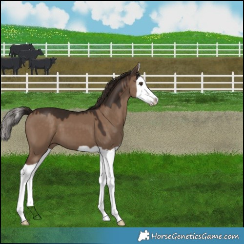 Horse Color:Liver Red Dun Splash 