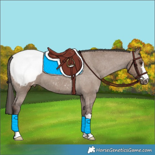 Horse Color:Liver Red Dun Snowcap 