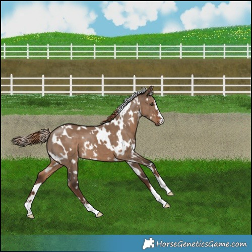 Horse Color:White Spotted Liver Red Dun 
