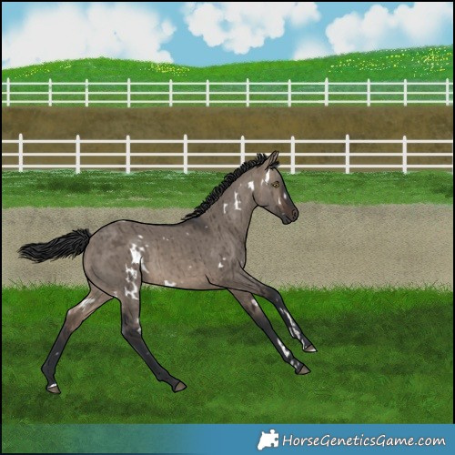 Horse Color:White Spotted Brown Dun Rabicano Brindle 