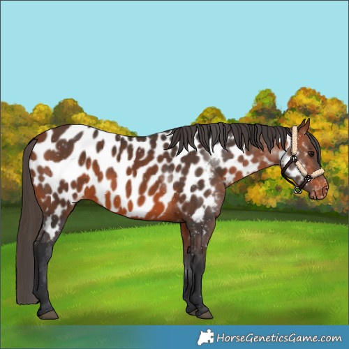Horse Color:Bay Appaloosa 