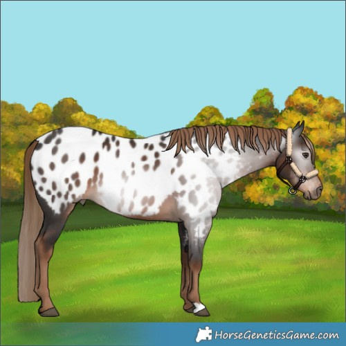 Horse Color:Gray Liver Chestnut Appaloosa