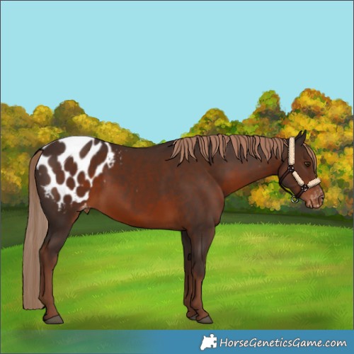 Horse Color:Liver Chestnut Appaloosa Rabicano 