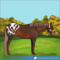 Horse Color:Liver Chestnut Blanket Rabicano 