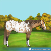 Horse Color:Buckskin Splash Blanket Rabicano 