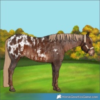 Horse Color:Liver Chestnut and Liver Chestnut Appaloosa