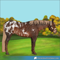 Horse Color:Liver Chestnut  and Liver Chestnut Blanket 