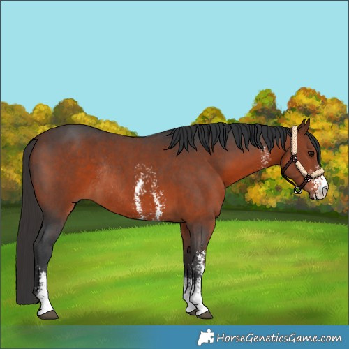 Horse Color:Bay Sabino Rabicano 