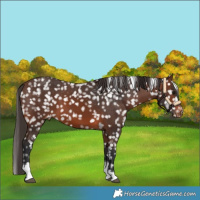 Horse Color:Brown Tobiano Snowflake Varnish 