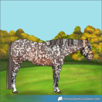 Horse Color:Brown Tobiano Snowflake Varnish 