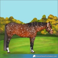 Horse Color:Brown Tobiano Appaloosa