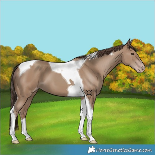 Horse Color:Classic Champagne Tobiano 