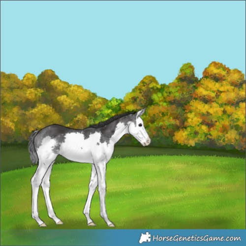 Horse Color:Black Splash 