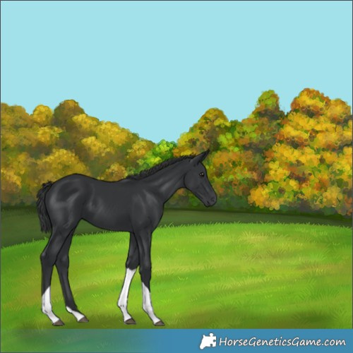 Horse Color:Black Tobiano 