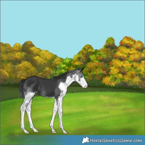 Horse Color:Black Splash 
