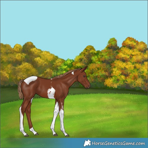 Horse Color:Chestnut Tobiano 