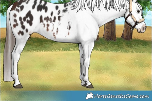 Horse Color:White Spotted Brown Blanket