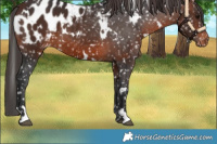 Horse Color:White Spotted Brown Appaloosa 