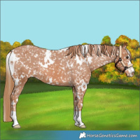 Horse Color:White Spotted Chestnut Appaloosa 