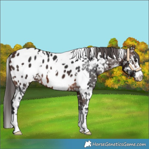 Horse Color:White Spotted Brown Appaloosa 