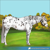 Horse Color:White Spotted Brown Appaloosa