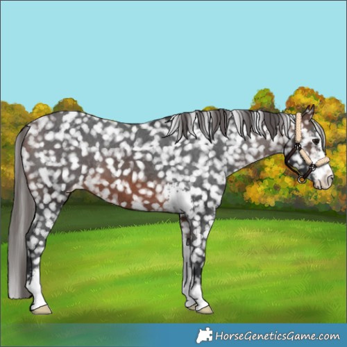 Horse Color:Brown Sabino Snowflake Varnish