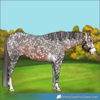 Horse Color:Brown Sabino Snowflake Varnish