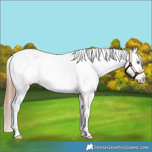 Horse Color:White Spotted Gold Champagne Appaloosa