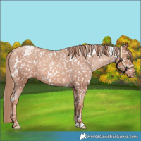Horse Color:White Spotted Gold Champagne Appaloosa