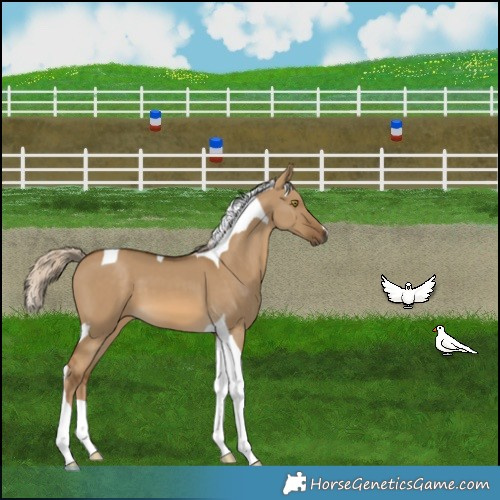 Horse Color:Chocolate Palomino Dun Tobiano 