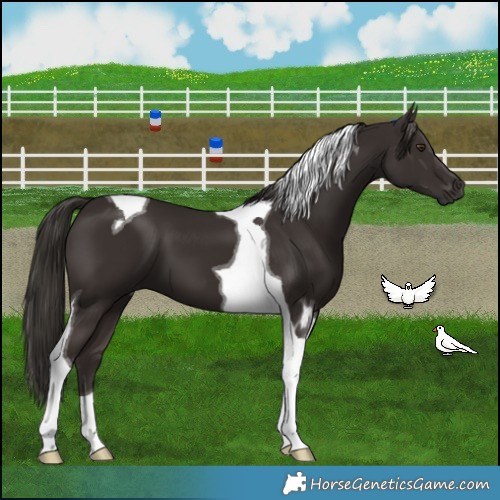 Horse Color:Liver Chestnut Tobiano 